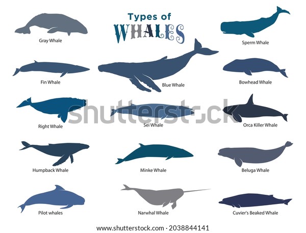 Set Different Types Whales Silhouette Vector Stock Vector (Royalty Free ...