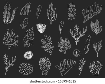 A set of different underwater plants in a graphic style. White Silhouettes of sea plants on a black background. Vector Illustration, logo, stickers