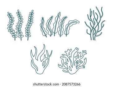 Set of different underwater sea plant, seaweed and algae contour. Edible seaweed and leaves. Plants of aquarium. Vector contour illustration