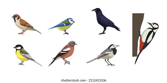 Set of different varicoloured birds on white background. Vector collection sparrow, tit lazarev, rook, great spotted woodpecker, common wagtail, chaffinch, great tit in cartoon style.