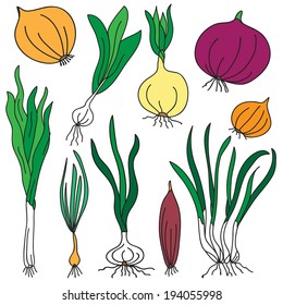 set of different varieties of onion, design elements. Healthy vegetarian food background. Spices, condiments, salad ingredient.