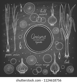 Set of different varieties of onion on a chalkboard. Onions, onion rings. Vector illustration.