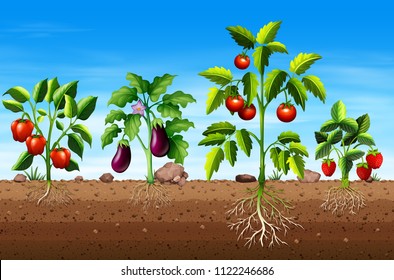 Set of different vegetable and fruit plants illustration