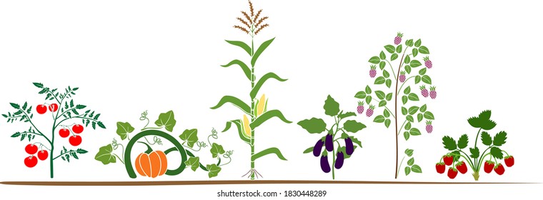 Set of different vegetable and fruit plants with green leaves and harvest isolated on white background