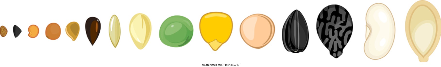 Set of different vegetable plant seeds isolated on white background