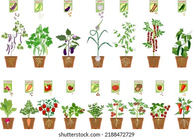 Set of of different vegetable plants with fruits in flower pots and open sachet with seeds isolated on white background