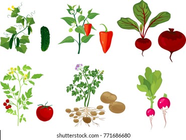 Set of different vegetable plants with fruits on white background
