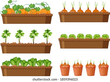 Set of different vegetable plants in different pots isolated on white background illustration