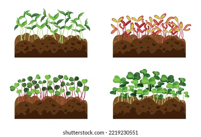 Set of different vegetable sprouts in cartoon style. Vector illustration of vegetable sprouts that have just come out of the ground on white background.