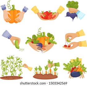 Set of different vegetables and fruits in the hands and in the beds. Vector illustration on a white background.