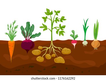 set of different vegetables in the ground. vector illustartion