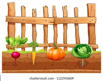 Set of different vegetables illustration