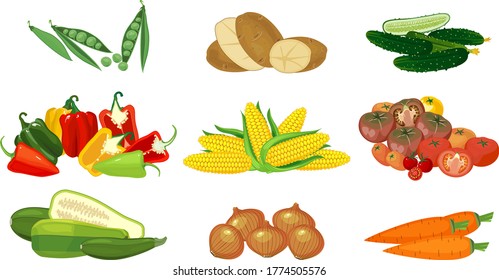Set with different vegetables isolated on white background