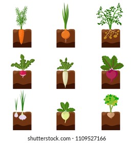 Set of different vegetables plant growing underground: carrot, onion, potatoes, radish, daikon, beet, garlic, celery. Root crop vegetable planted in the ground garden. Harvest vector illustration