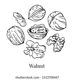 Set of different walnuts. Hand drawn outline vector sketch illustration. Black on white background