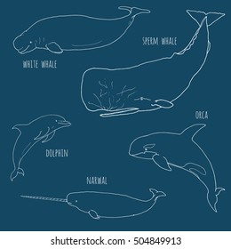 Set of different whales on navy blue background. Vector illustration of marine mammals, isolated. Line drawing. Sea animals. Orca, narwal, dolphin, cachalot.