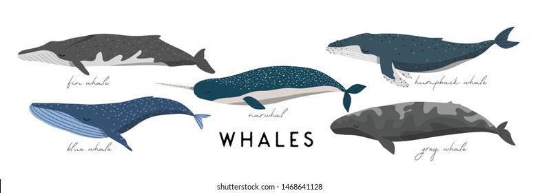 set of different whales on white background. Vector card, banner or poster template with different whales in cute cartoon style