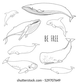 Set of different whales. Vector illustration of marine mammals, isolated on white background. Dolphin, cachalot, narwal, orca, humpback, white, bowhead, right whale. Be free. Line drawing.