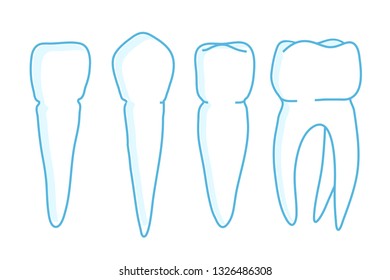 A set of different white teeth. Vector illustration.