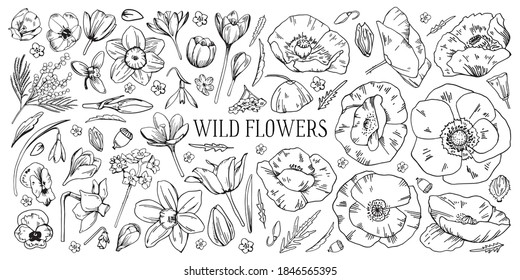 Montaje de diferentes flores silvestres. Tulipán, narciso, pansy, nevada, mimosa, amapola. Esbozo de vector de contorno dibujado a mano ilustración en blanco y negro aislada en fondo blanco