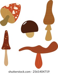 Set of different wild mushrooms