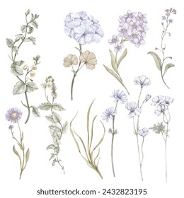 A set of different wildflowers