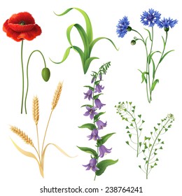 Set of different wildflowers, wheat ears and  grass  isolated on white.