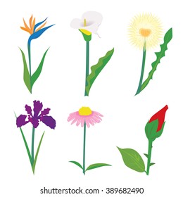 Set of different wildflowers, wheat ears and grass isolated on white.