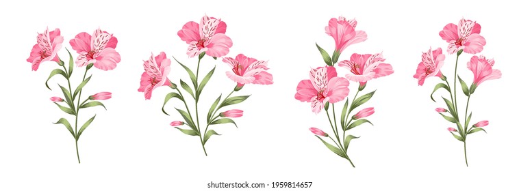 Set of differents alstroemeria flowers on white background.