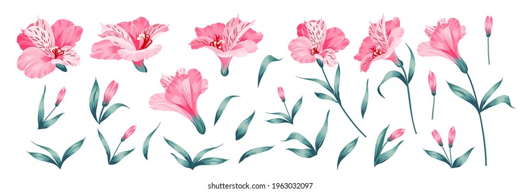 Set of differents alstroemeria flowers on white background.