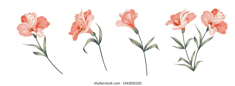 Set of differents alstroemeria flowers on white background.