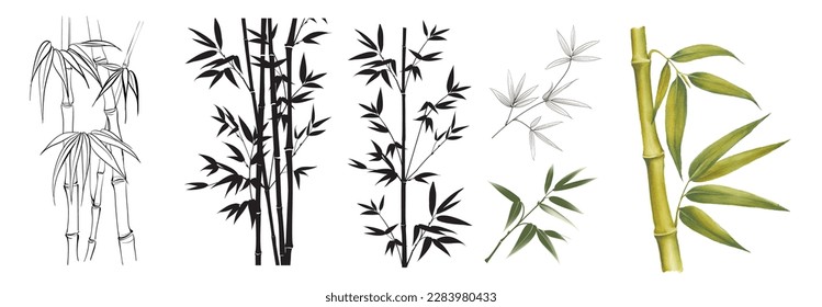 Set of differents bamboo branches on white background. Watercolor, line art, outline illustration.