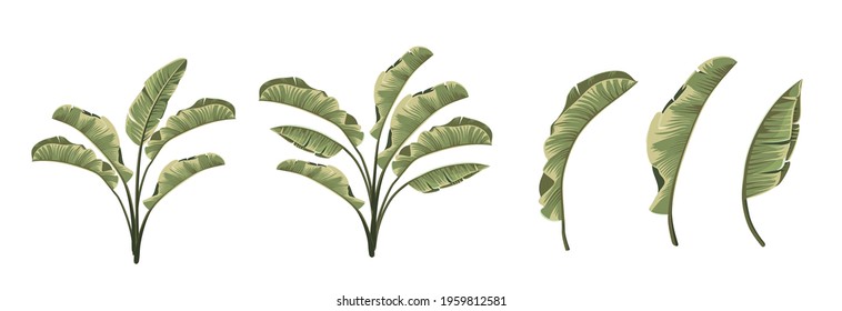 Set of differents banana leaves on white background.