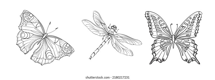 Set of differents butterflies on white background.