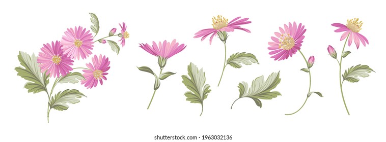 Set of differents chrysanthemums flowers on white background.