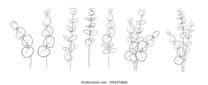 Set of differents eucalyptus branch on white background. Line art style with transparent background.