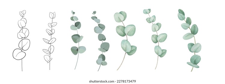 Set of differents eucalyptus branches on white background. Watercolor, line art, outline illustration.