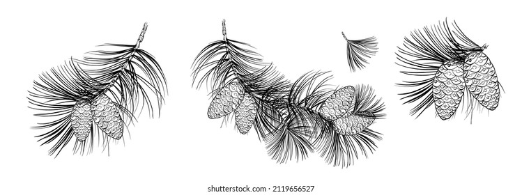 Set of differents fir branch on white background.