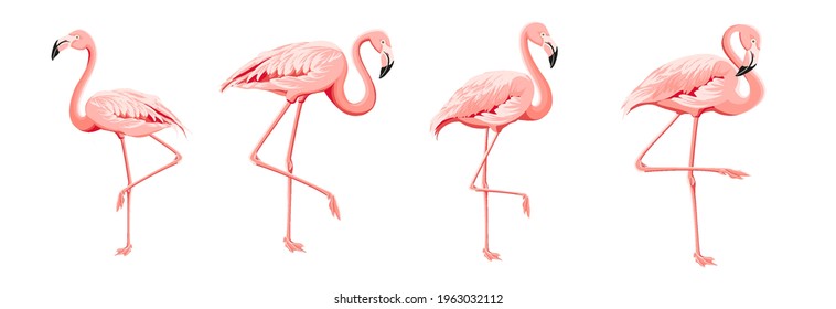 Set of differents flamingo on white background.