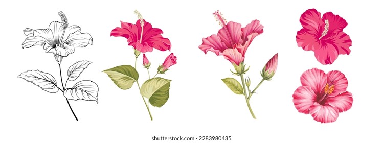 Set of differents hibiskus on white background. Watercolor, line art, outline illustration.