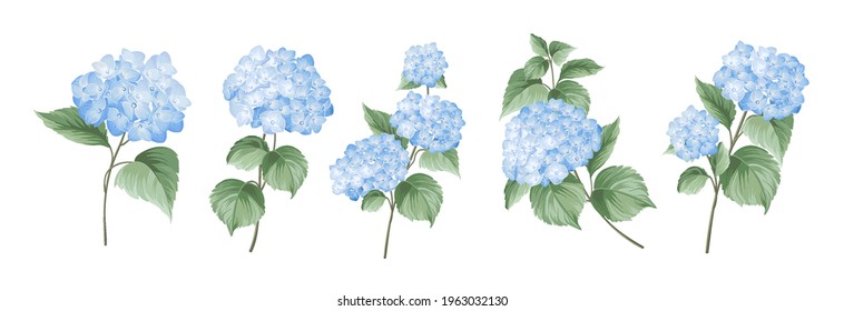 Set of differents hydrangea branches on white background.