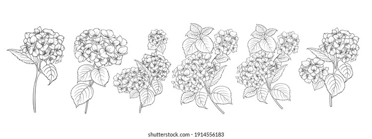 Set of differents hydrangeas on white background