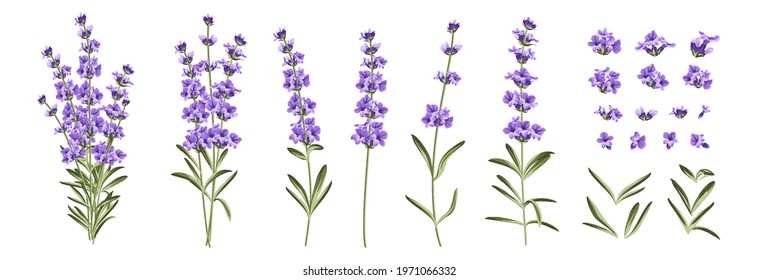 Set of differents lavender branches on white background.