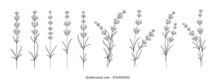 Set of differents lavender on white background