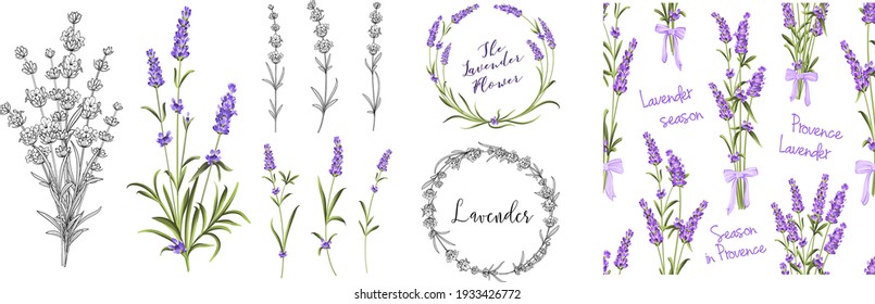 Set of differents lavender on white background