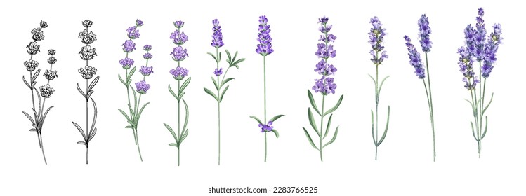 Set of differents lavender on white background. Watercolor, line art, outline illustration.