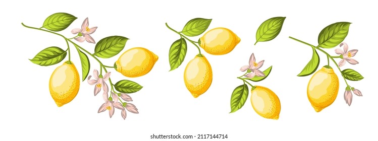 Set of differents lemones branch on white background.