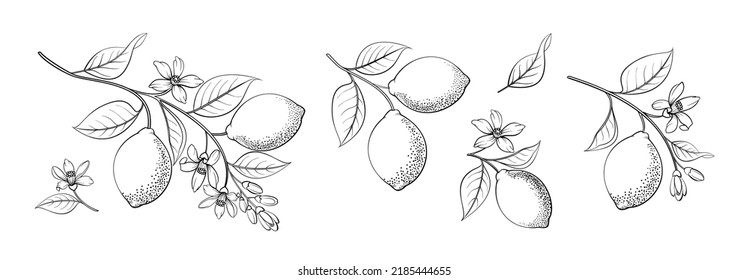 Set of differents lemones branch on white background.