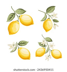 Conjunto de diferentes limones se ramifican sobre fondo blanco.