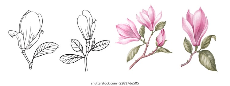 Set of differents magnolia on white background. Watercolor, line art, outline illustration.
